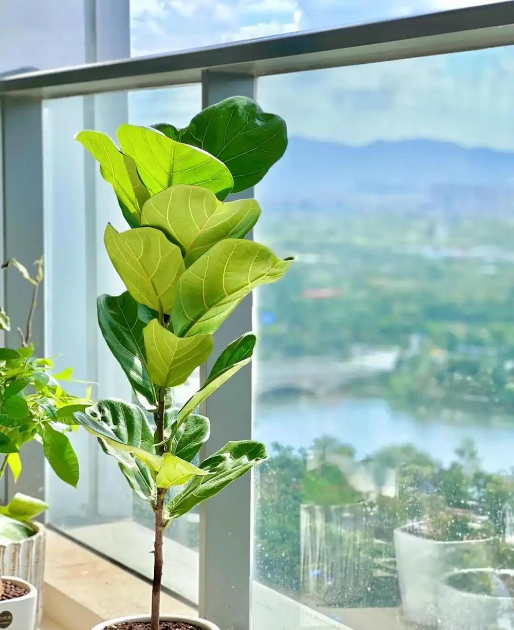 人養花，花旺人！客廳養盆大綠植，真的「有好處」