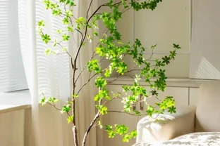 人養花，花旺人！客廳養盆大綠植，真的「有好處」