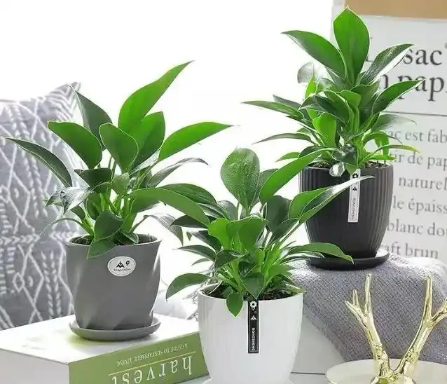 這花人送外號「辟邪王」,家裡養一盆,清雅又健康,越養越吉祥!