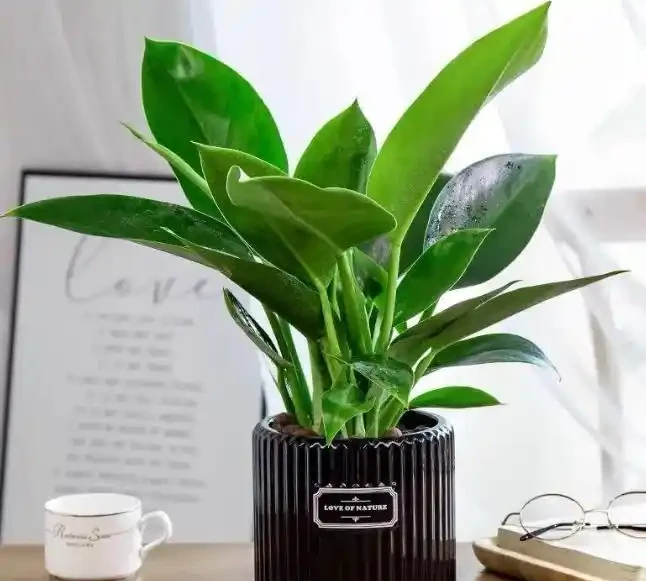 這花人送外號「辟邪王」,家裡養一盆,清雅又健康,越養越吉祥!