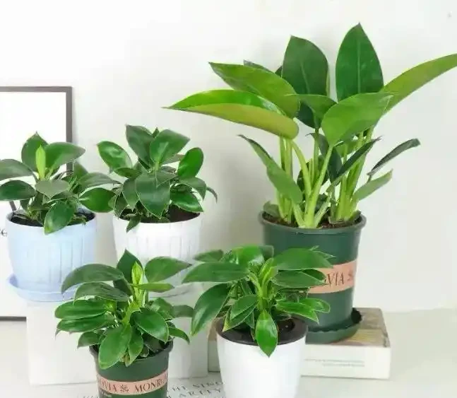 這花人送外號「辟邪王」,家裡養一盆,清雅又健康,越養越吉祥!