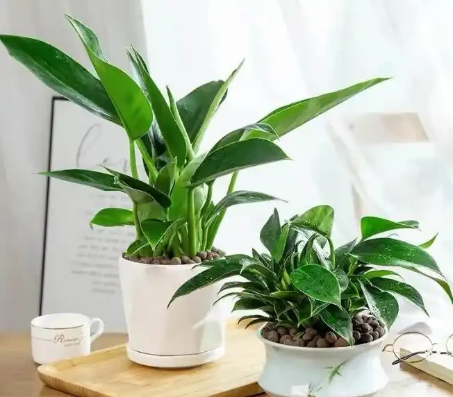 這花人送外號「辟邪王」,家裡養一盆,清雅又健康,越養越吉祥!