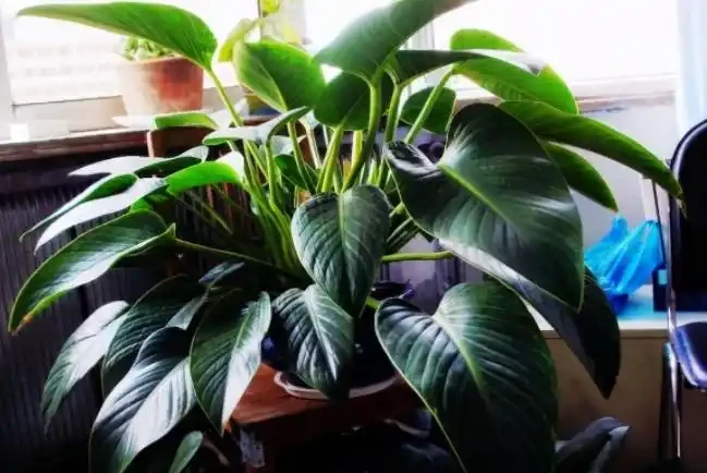 這花人送外號「辟邪王」,家裡養一盆,清雅又健康,越養越吉祥!
