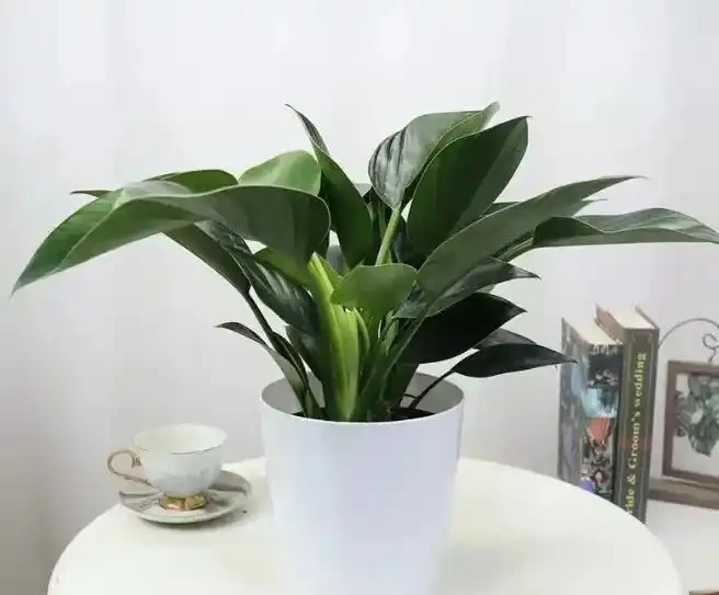這花人送外號「辟邪王」,家裡養一盆,清雅又健康,越養越吉祥!