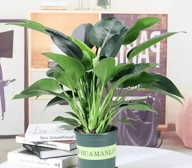 這花人送外號「辟邪王」,家裡養一盆,清雅又健康,越養越吉祥!
