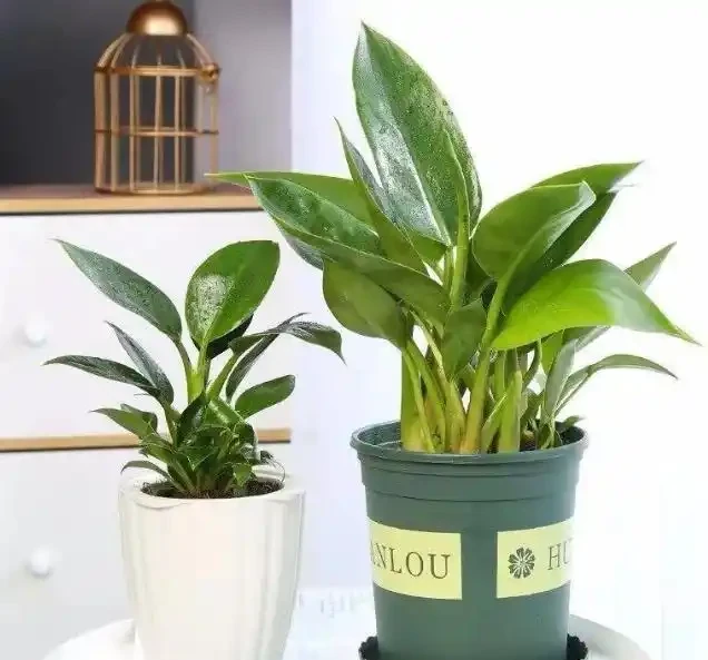 這花人送外號「辟邪王」,家裡養一盆,清雅又健康,越養越吉祥!