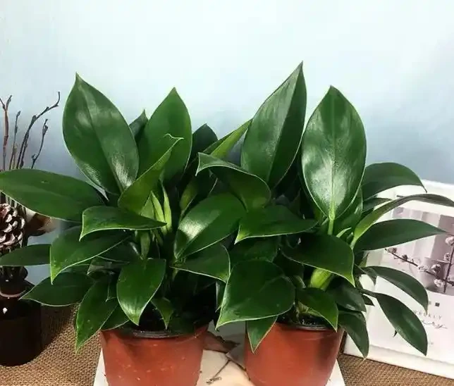 這花人送外號「辟邪王」,家裡養一盆,清雅又健康,越養越吉祥!