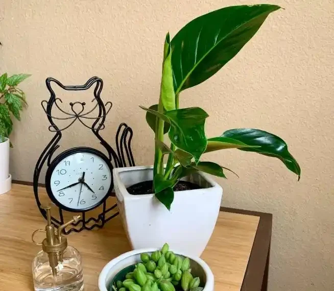 這花人送外號「辟邪王」,家裡養一盆,清雅又健康,越養越吉祥!