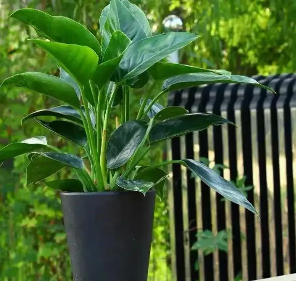 這花人送外號「辟邪王」,家裡養一盆,清雅又健康,越養越吉祥!
