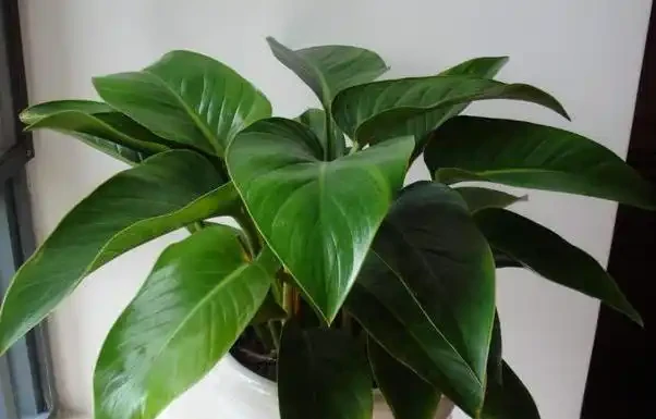 這花人送外號「辟邪王」,家裡養一盆,清雅又健康,越養越吉祥!