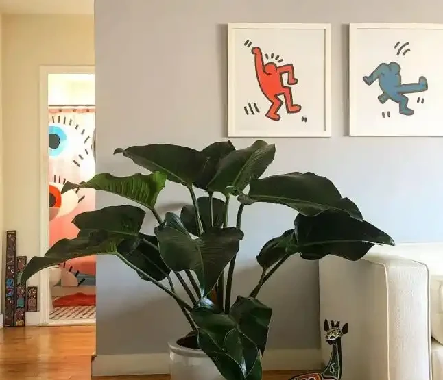 這花人送外號「辟邪王」,家裡養一盆,清雅又健康,越養越吉祥!