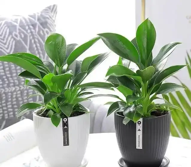 這花人送外號「辟邪王」,家裡養一盆,清雅又健康,越養越吉祥!