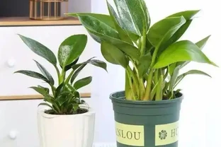 這花人送外號「辟邪王」，家裡養一盆，清雅又健康，越養越吉祥！