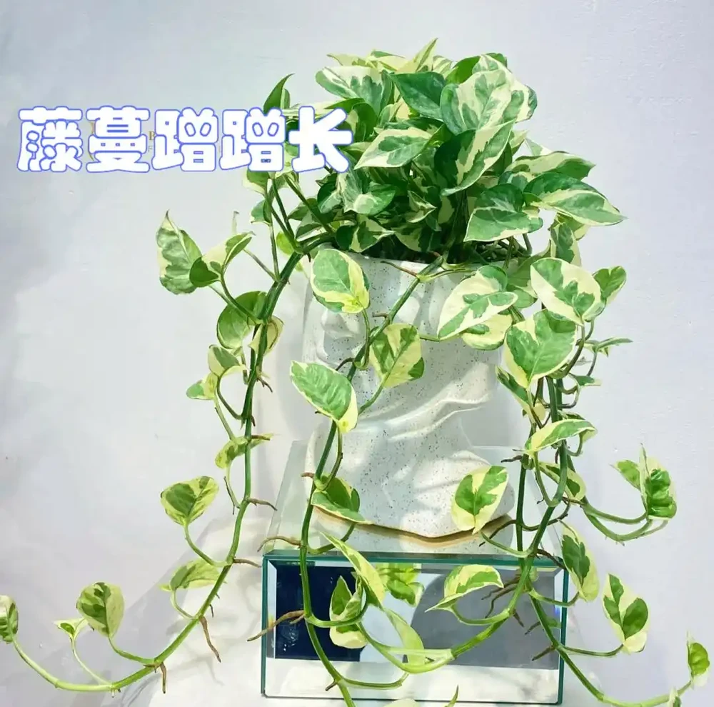 發現一位小哥哥,因「奶油風」家居而走紅,網友:缺不缺女主人