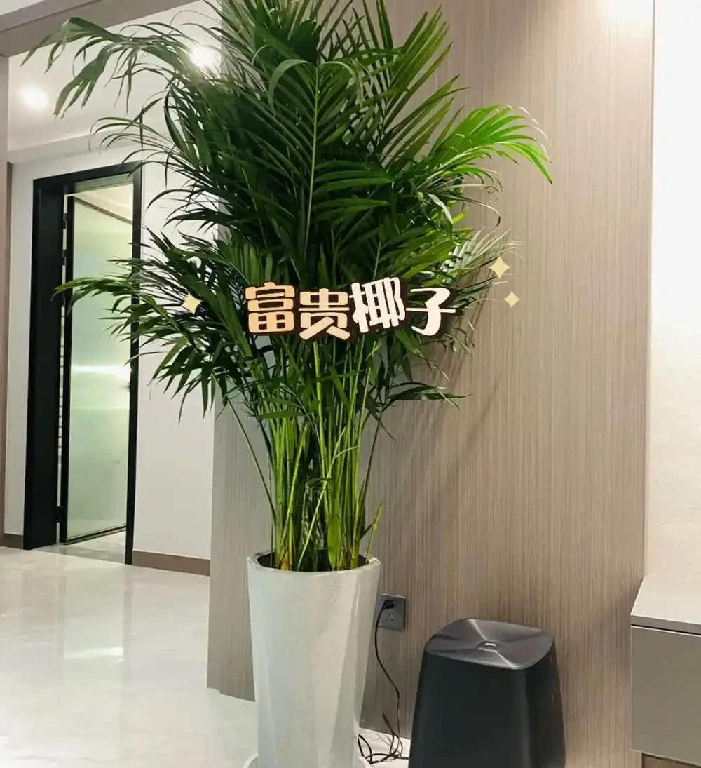 發現一位小哥哥,因「奶油風」家居而走紅,網友:缺不缺女主人