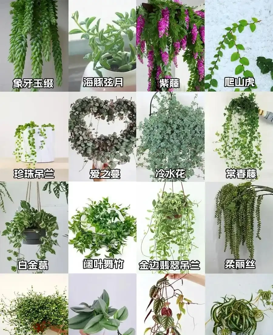 發現一位小哥哥,因「奶油風」家居而走紅,網友:缺不缺女主人