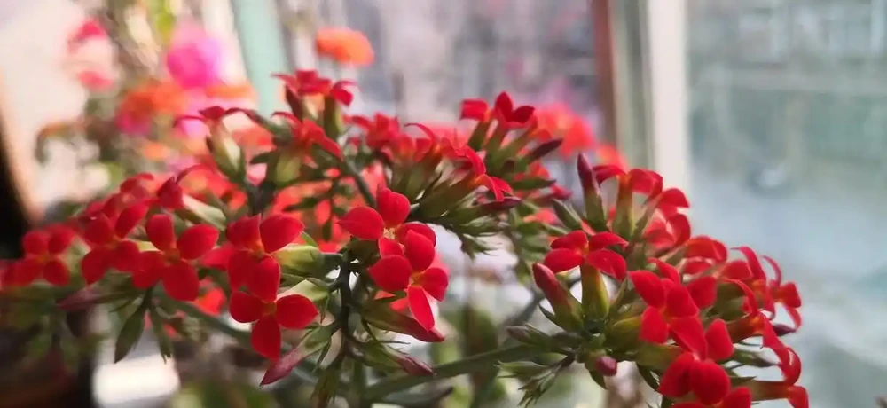 辦公室綠植只能觀?這6種綠植讓你邊工作邊享受清新空氣!
