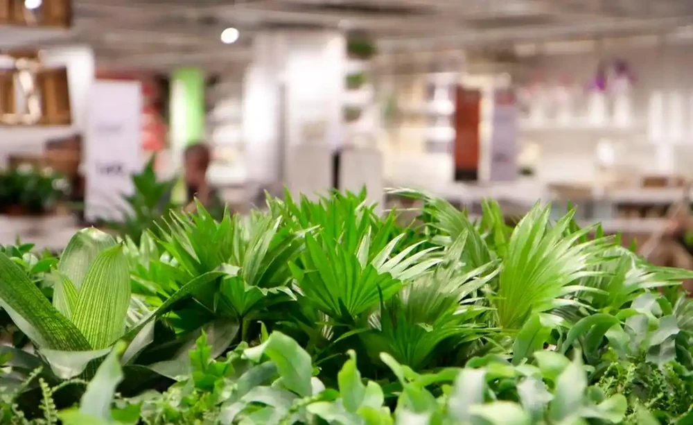 辦公室綠植只能觀？這6種綠植讓你邊工作邊享受清新空氣！