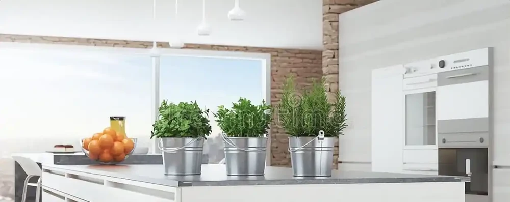 辦公室綠植只能觀?這6種綠植讓你邊工作邊享受清新空氣!