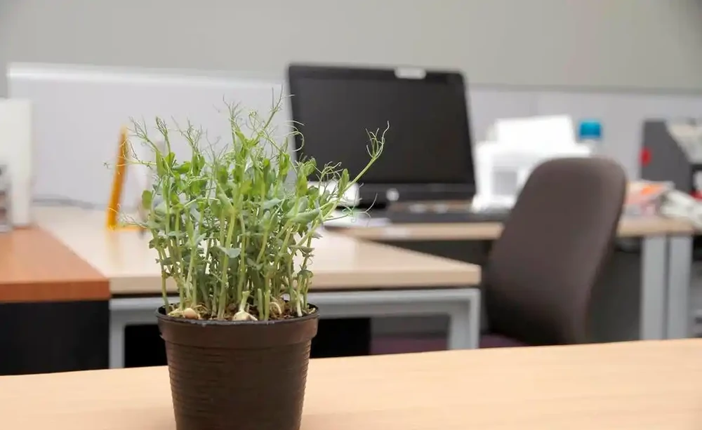 辦公室綠植只能觀?這6種綠植讓你邊工作邊享受清新空氣!