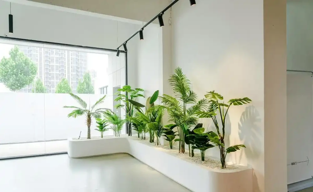 辦公室綠植只能觀?這6種綠植讓你邊工作邊享受清新空氣!