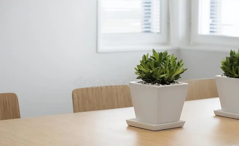 辦公室綠植只能觀?這6種綠植讓你邊工作邊享受清新空氣!