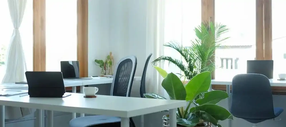 辦公室綠植只能觀?這6種綠植讓你邊工作邊享受清新空氣!