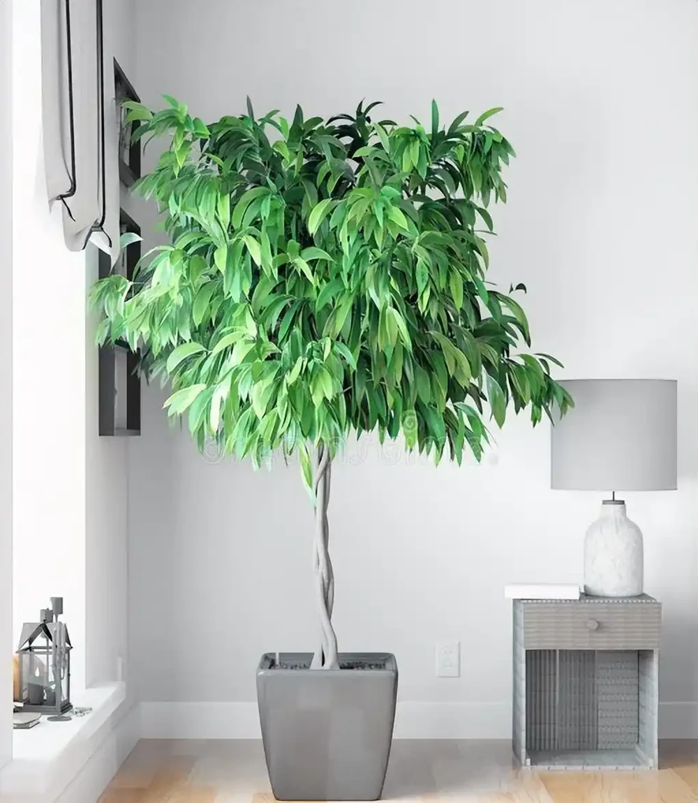 辦公室綠植只能觀?這6種綠植讓你邊工作邊享受清新空氣!