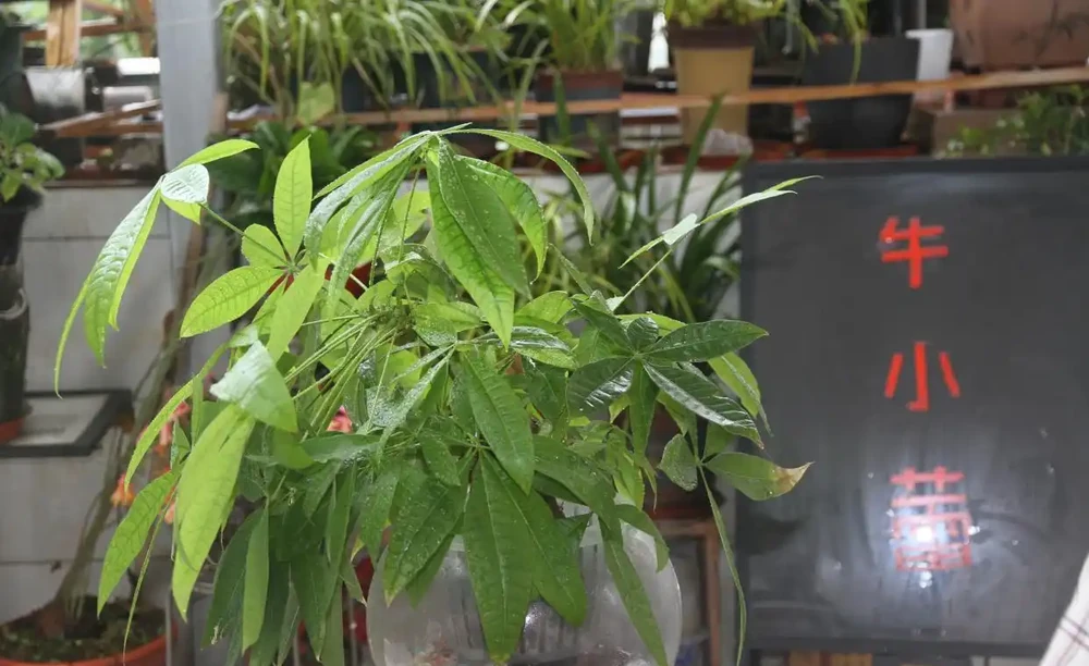 水寶寶養發財樹,懶人也能輕鬆養!一個月不管也能活得好好的!