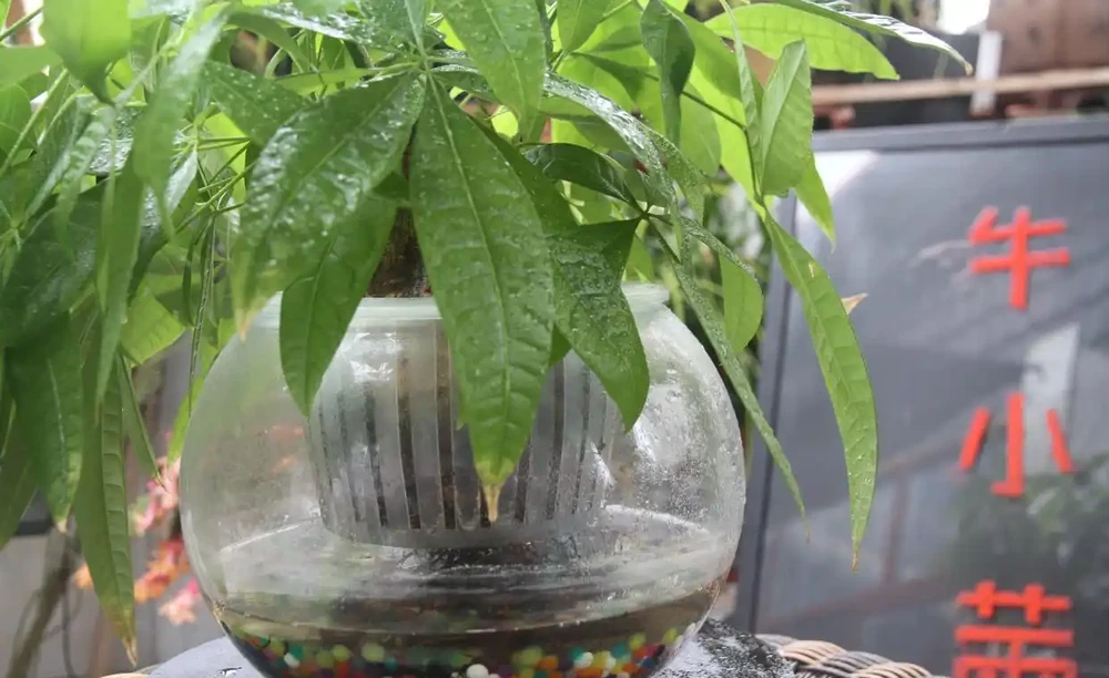 水寶寶養發財樹,懶人也能輕鬆養!一個月不管也能活得好好的!