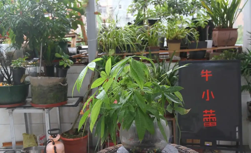 水寶寶養發財樹,懶人也能輕鬆養!一個月不管也能活得好好的!