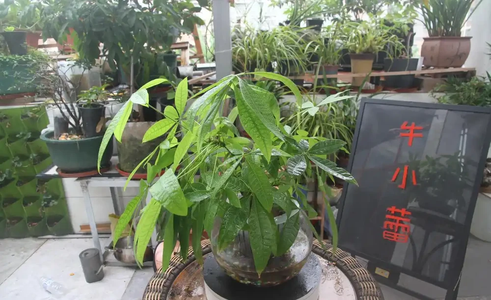 水寶寶養發財樹,懶人也能輕鬆養!一個月不管也能活得好好的!