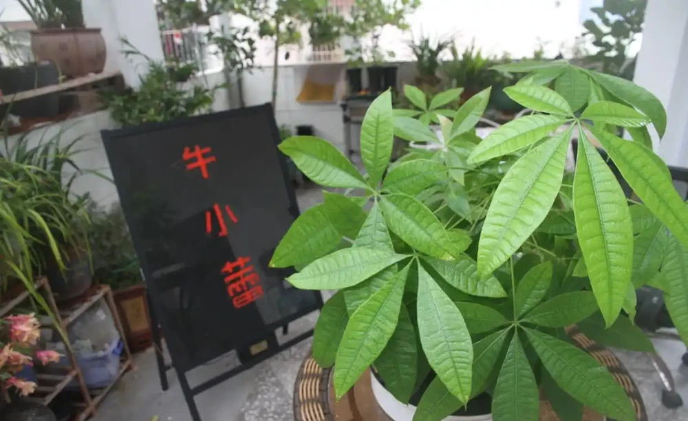 水寶寶養發財樹,懶人也能輕鬆養!一個月不管也能活得好好的!
