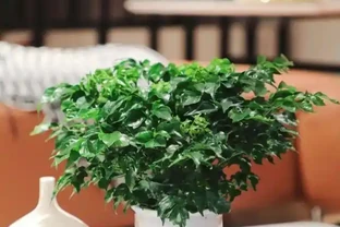 十種最適合放在臥室的花，彰顯傳統文化與花卉之美！