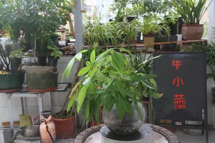 水寶寶養發財樹，懶人也能輕鬆養！一個月不管也能活得好好的！