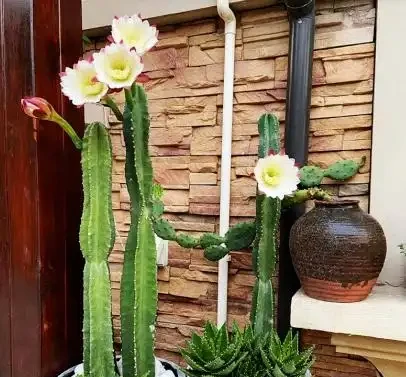 這5種「旺宅花」,家裡隨便養一棵,貴人輩出,漂亮還美觀