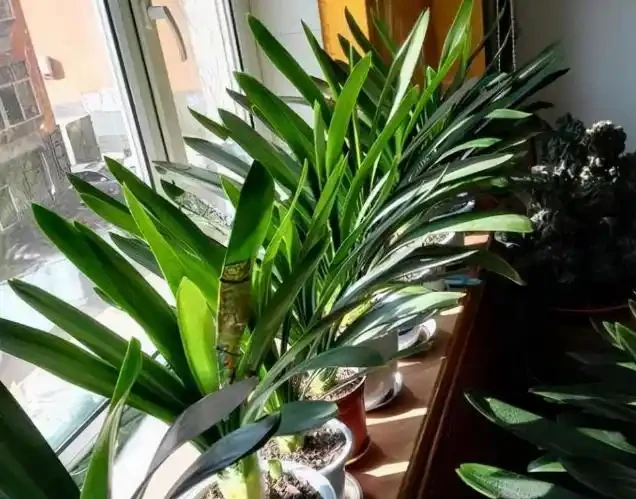 這5種「旺宅花」,家裡隨便養一棵,貴人輩出,漂亮還美觀