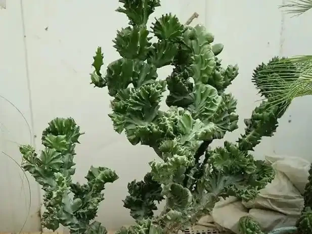 這5種「旺宅花」,家裡隨便養一棵,貴人輩出,漂亮還美觀
