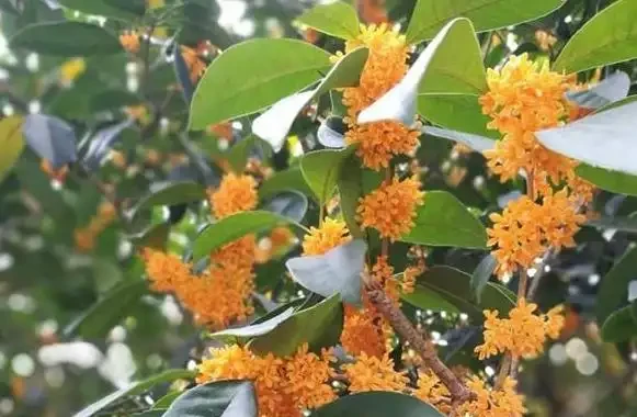 這5種「旺宅花」,家裡隨便養一棵,貴人輩出,漂亮還美觀