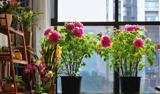 這5種「旺宅花」,家裡隨便養一棵,貴人輩出,漂亮還美觀