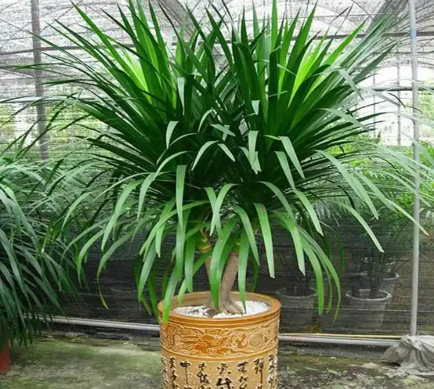 這5種「旺宅花」,家裡隨便養一棵,貴人輩出,漂亮還美觀