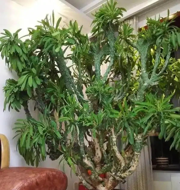這5種「旺宅花」,家裡隨便養一棵,貴人輩出,漂亮還美觀