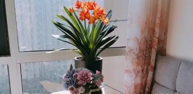 這5種「旺宅花」,家裡隨便養一棵,貴人輩出,漂亮還美觀