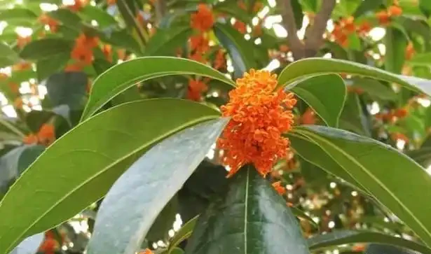 這5種「旺宅花」,家裡隨便養一棵,貴人輩出,漂亮還美觀