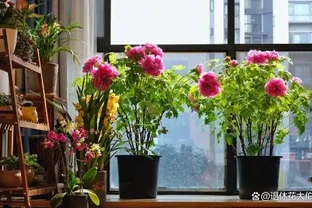 這5種「旺宅花」，家裡隨便養一棵，貴人輩出，漂亮還美觀