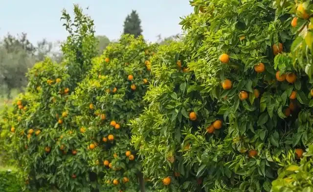 桔子樹用什麼肥料最好