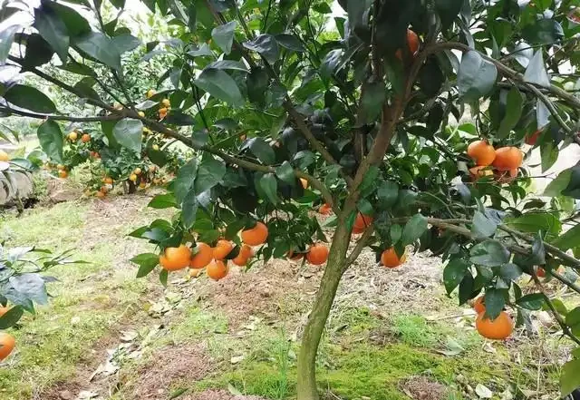 桔子樹用什麼肥料最好