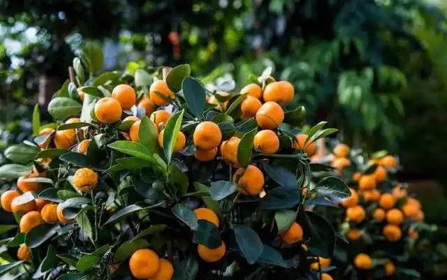 桔子樹用什麼肥料最好