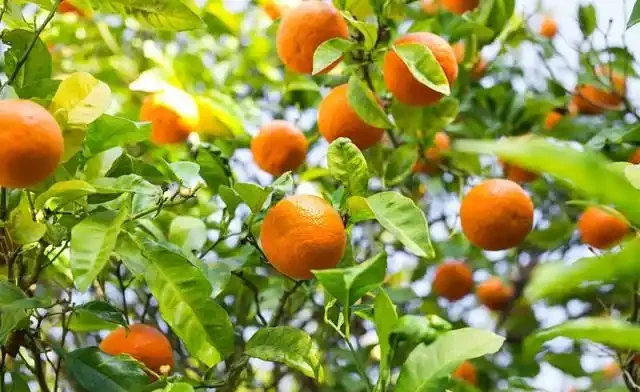 桔子樹用什麼肥料最好
