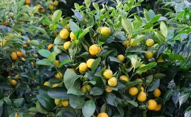 桔子樹用什麼肥料最好